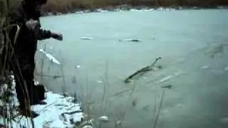 Ловля живца