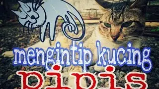 Ngintip kucing pipis
