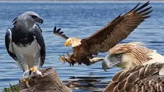 10 Most Beautiful Eagles in the World
