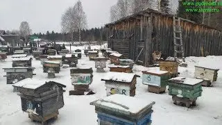 Выставка пчел
