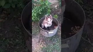 хаски летом #собака #хаски