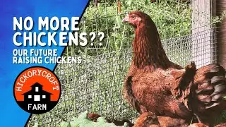 Our FUTURE Raising Backyard Chickens: BIG Changes Coming To The Homestead!
