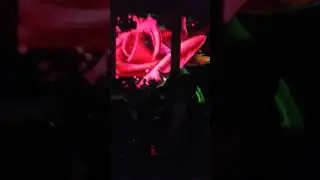 Hamma xursand deb nomlangan video