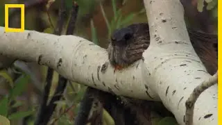 Le castor du Canada, véritable tronçonneuse sur pattes