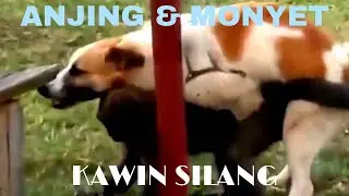 KAWIN SILANG ANTARA MONYET & ANJING