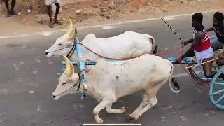 சீறிப்பாயும் காளைகள் Rekla Race #reklarace  #recklarace  #rekla_race_2022