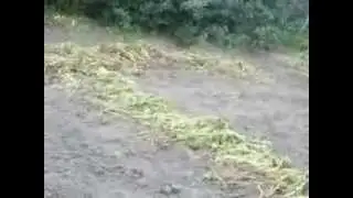 Кошачий любовь