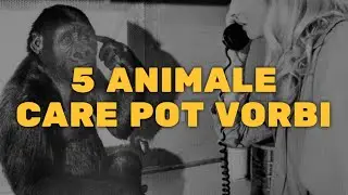 5 ANIMALE Care Pot VORBI