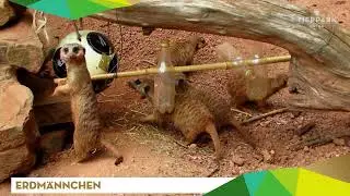 Erdmännchen - Tierpark Gotha