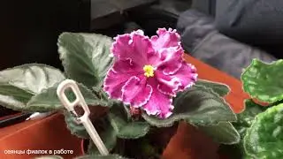 Сеянцы фиалок в работе из коллекции Фиалковода