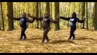 Гориллы танцуют мем