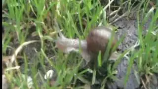 Siklik a csigabiga-screw in the grass