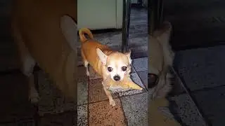 Чихуахуа и ёжик.