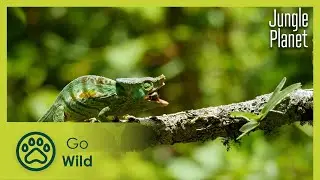Spectres of the Jungle: Madagascar's Rainforest | Jungle Planet 6/26 | Go Wild