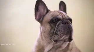 французский бульдог 9 лет. Лицо