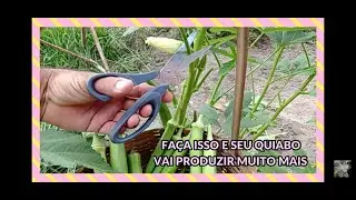 How to properly prune your okra to make it produce much more.