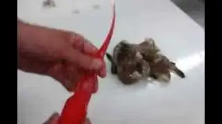 How to Peel and Devein Shrimp - Giovanni's Fish Market