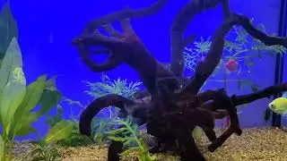 Fishtank 100 🐠🌿🐠