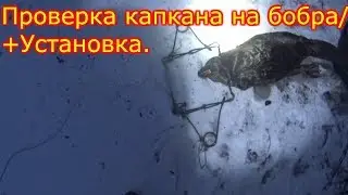 Проверка капкана на бобра/+установка/БОНУС.