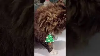 Смешной котик😻