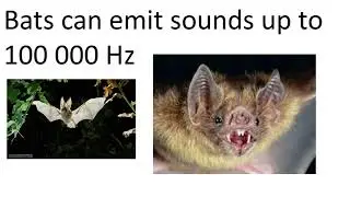 Ultrasound