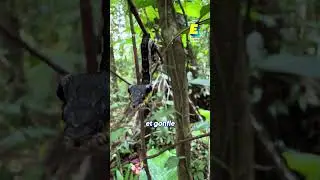 This caterpillar is disguising itself as a snake 🐍 