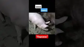 хрюшка по кличке пирожок , мягкая на ощупь