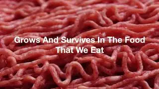 What is Bacteria?