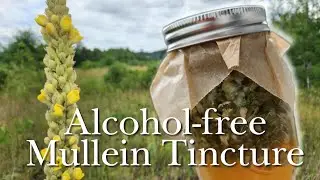 Make Nature's Mucinex! Mullein Tincture
