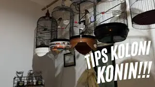 TIPS KOLONI KONIN❗️#KicauVlogBaliEpisode44 #dewatasamudra #omahkonin #kicauvlogbali