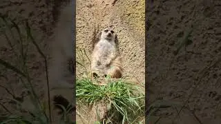 Meerkats Posted On Up