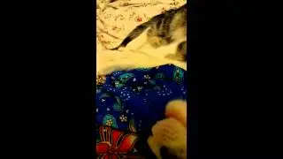 Cat kneading the air in her sleep / 小貓咪作夢揉麵團