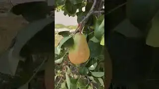 Сербия Черногория