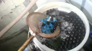 Продолжени по передержи и продажи раков