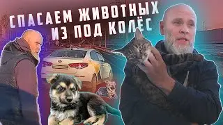 Три спасённых животины.🔥