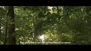 Dlaczego miasta potrzebują drzew?