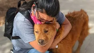 Animals Reunited With Owners After Years !