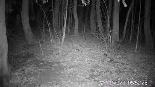 Вальдшнепы  Фотоловушка  Заповедник Нургуш