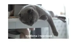 Маніфест для GladPet, проєкт адопції безхатніх тварин