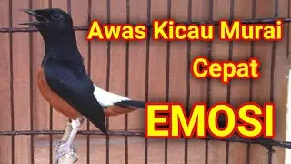 100% GACOR MEMIKAT MURAI BATU LANGSUNG NYAUT dan GACOR LAMA