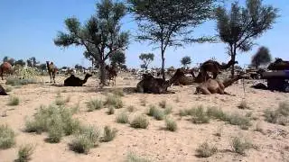 Inde Marché aux bestiaux