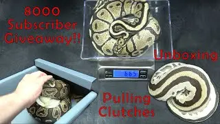 8000 Subscriber Giveaway! Unboxing From Ozzy Boids! Pulling Ball Python Clutches 3 & 4!
