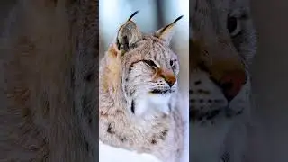 A relaxing Lynx #photography #lynx #wildlife #canon