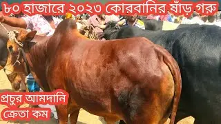 @বৃহস্পতিবার 4/5// ৮০ হাজারে কোরবানি উপযোগী সার গরু/প্রচুর আমদানি ক্রেতা কম/cow market 2023/ox price