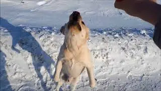 Labrador in a snowdrift. Cool play. Labrador is the best breed.