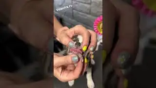 Голубой мальчик Чихуахуа #купитьщенка #щенок #чихуахуа #chihuahua #puppy #щенкичихуахуа #голубойчих