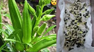THE FASTEST WAY TO GROW OKRA NOBODY TALKS ABOUT
