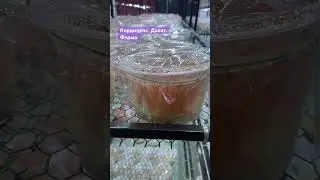 Ферма по выращиванию кордицепса в Далате 