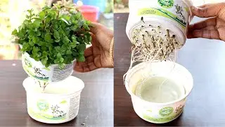 Grow Mint at home in water; Pudina उगाने का सबसे आसान तरीका : Mint in hydroponic system