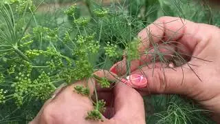 ЗАБОЛЕЛИ ПЕРЦЫ. ЧЕМ ОБРАБОТАТЬ. КАК ПРОДЛИТЬ ПЛОДОНОШЕНИЕ ОГУРЦОВ. КЛУБНИКА, ЗЕМЛЯНИКА.